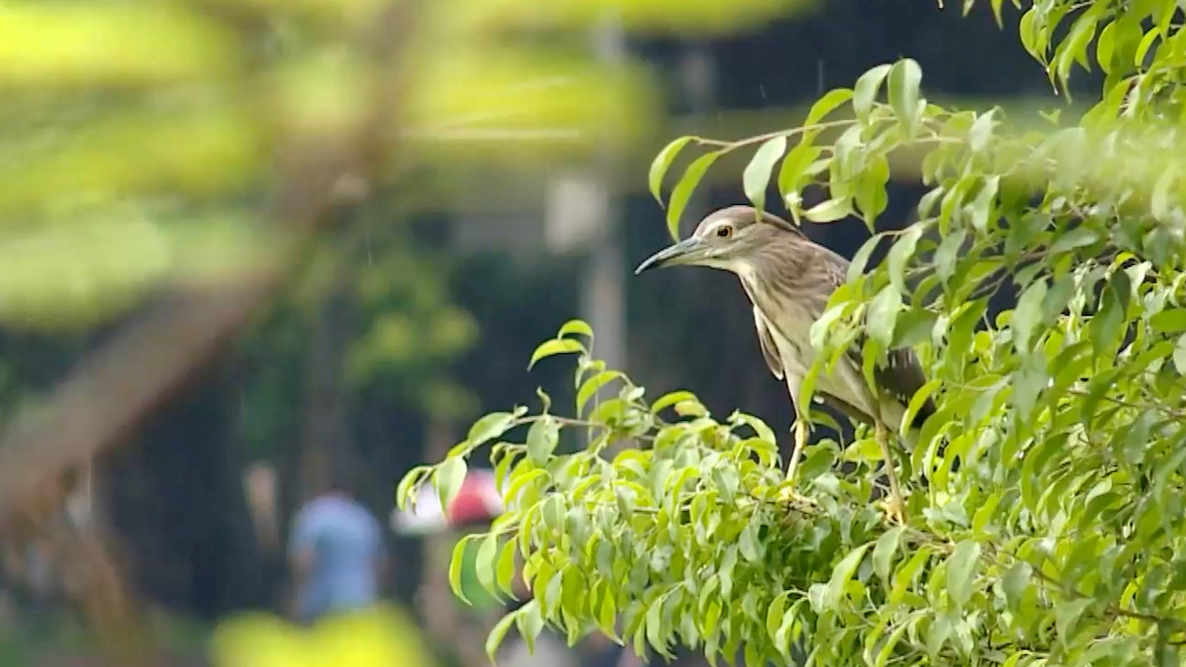 Những mảng xanh Hà Nội trở thành ‘nhà mới’ của chim trời