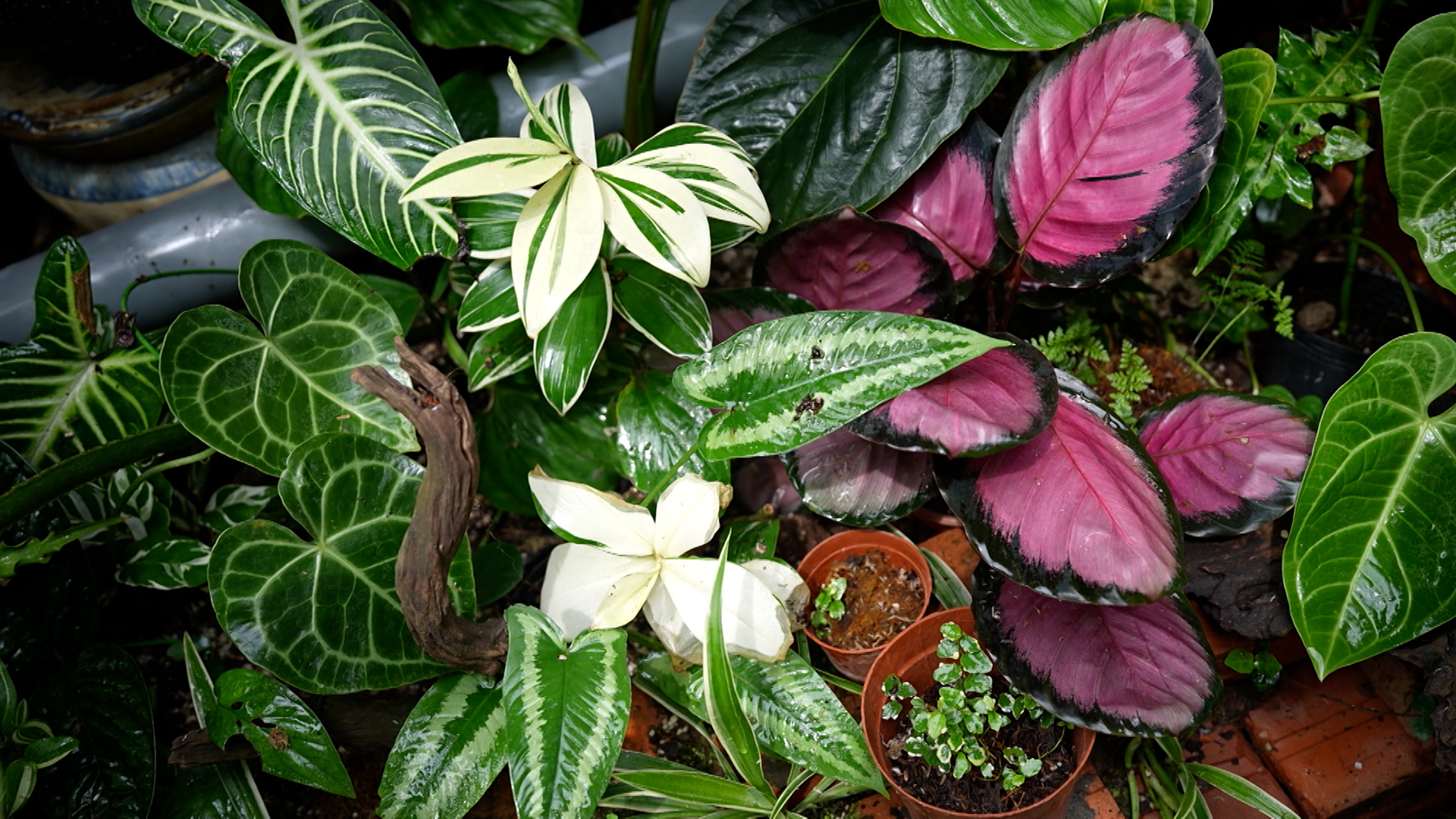 Sáng tạo nghệ thuật từ cây cảnh 