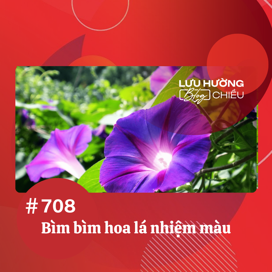 Bìm bìm hoa lá nhiệm màu