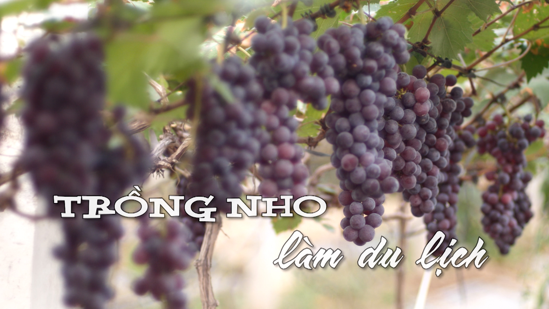 Trồng nho làm du lịch | Nhịp sống Hà Nội | 05/07/2025
