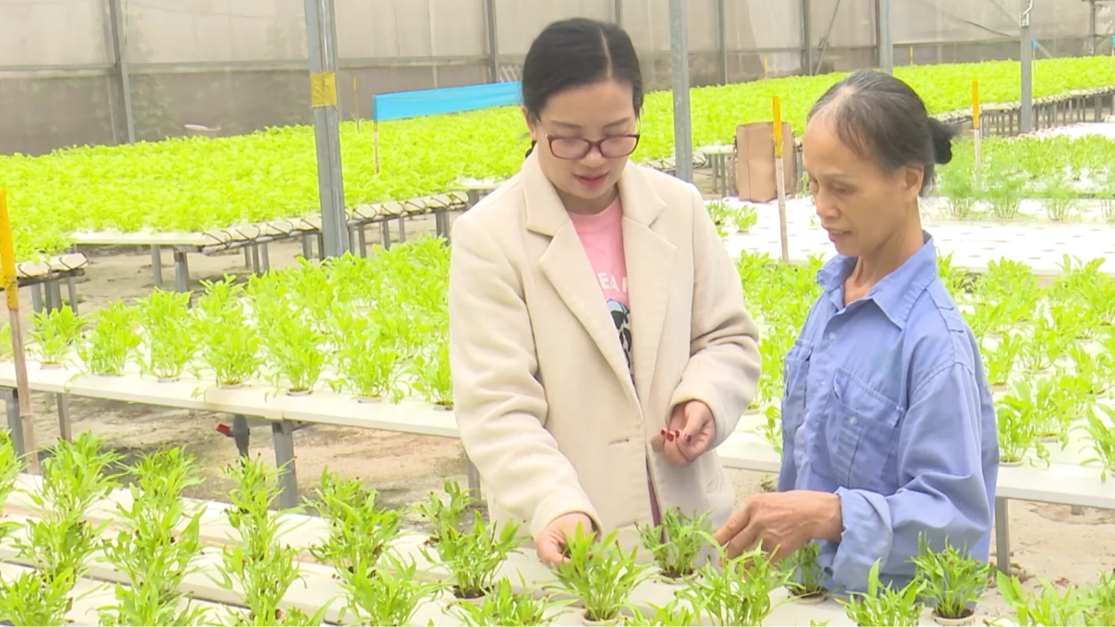 Thủy canh - Hướng chuyển đổi của nông nghiệp ven đô | Chuyển đổi xanh | 10/01/2026