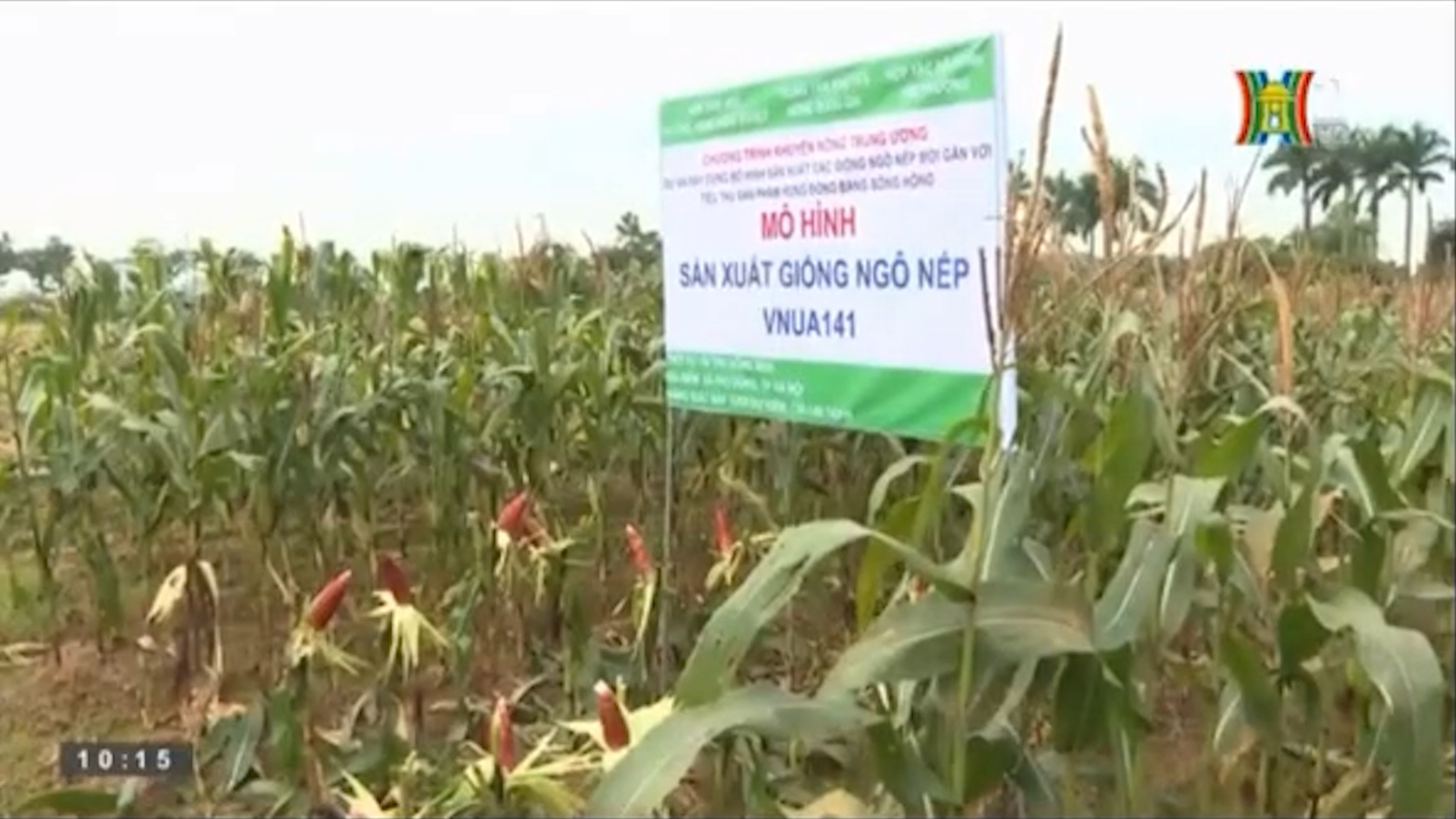 Sản xuất thử và phát triển giống ngô nếp tím lai VNUA141 | Phóng sự | 30/11/2025