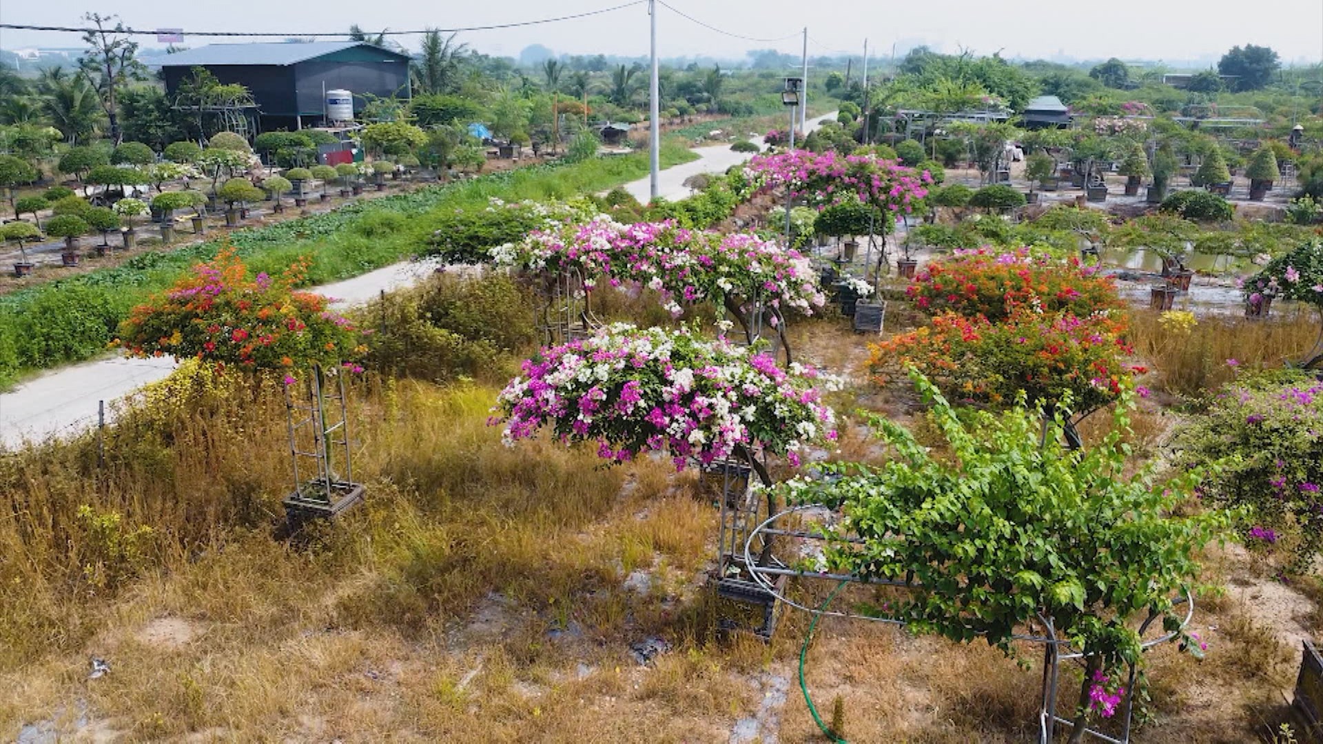 Rực rỡ sắc hoa giấy Phù Đổng