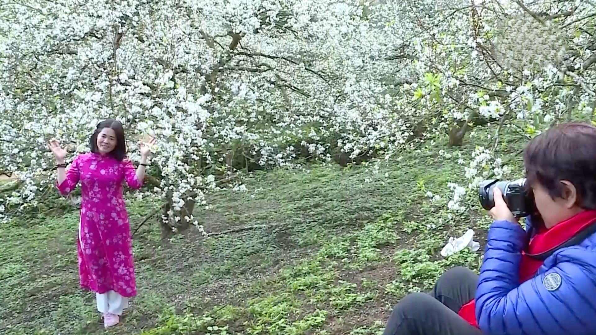 Mùa đẹp nhất ở Mộc Châu | Trăm miền hội tụ | 16/01/2026