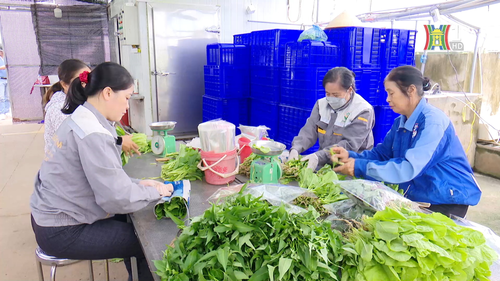 Nông nghiệp bền vững - hướng đi tất yếu | Thủ đô và thế giới | 17/01/2026