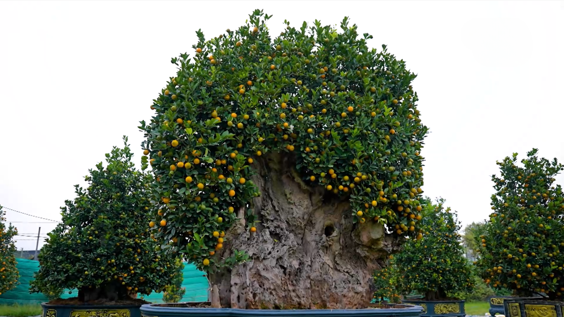 Hà Nội mùa quất chín | Hà Nội đến để yêu | 17/01/2026