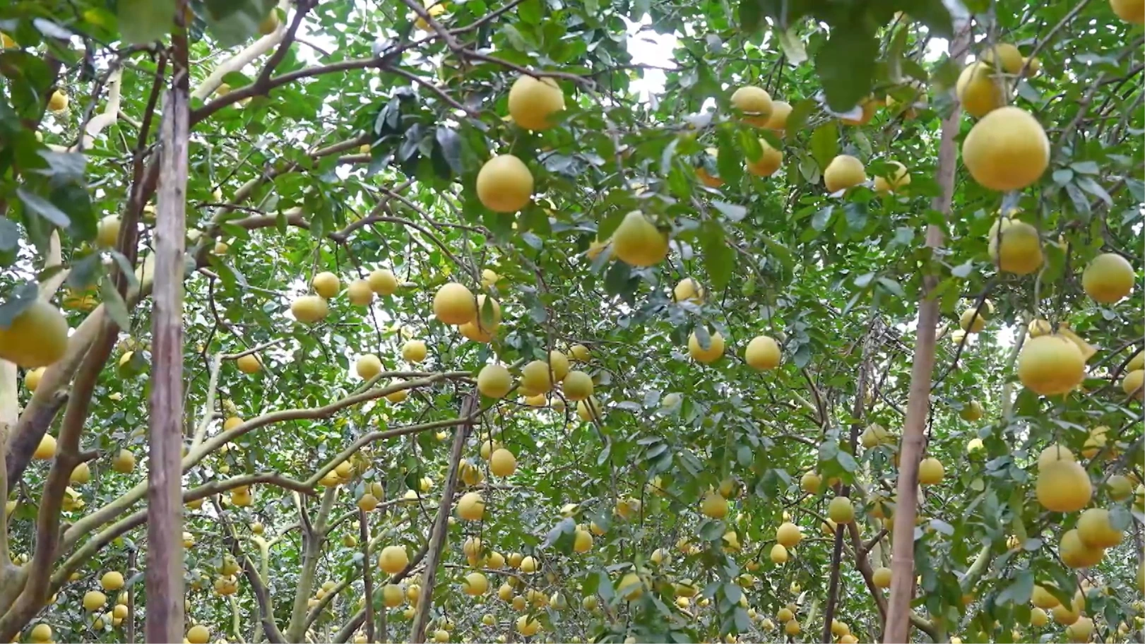 Nâng cao giá trị cây bưởi | Nông nghiệp nông thôn | 06/01/2026