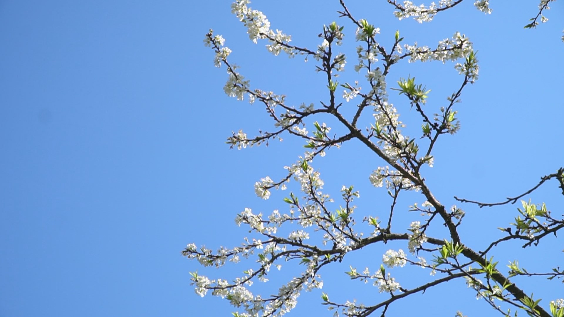 Mộc Châu – Hẹn ước mùa hoa