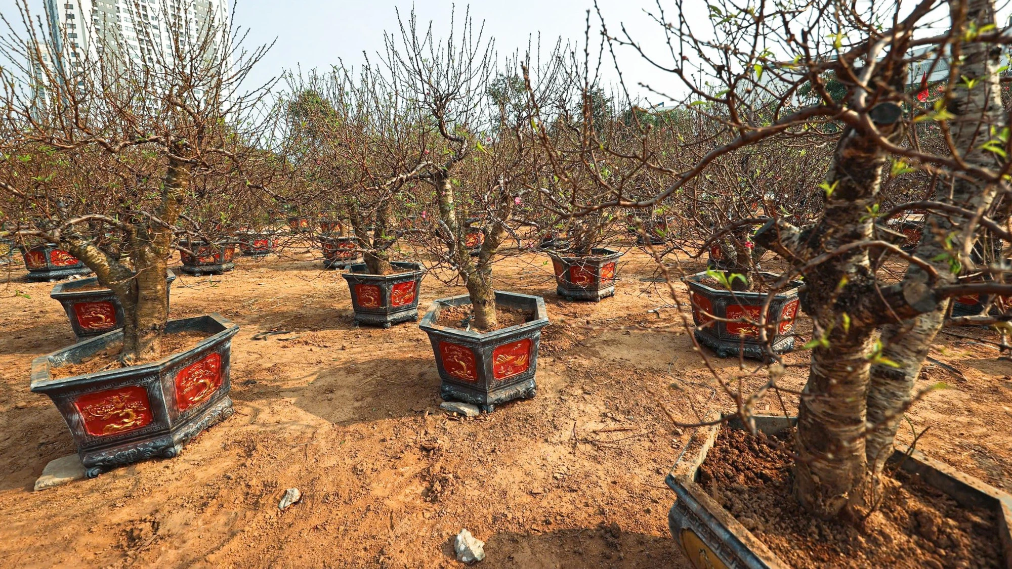 Nhà vườn trồng đào sẵn sàng phục vụ thị trường Tết