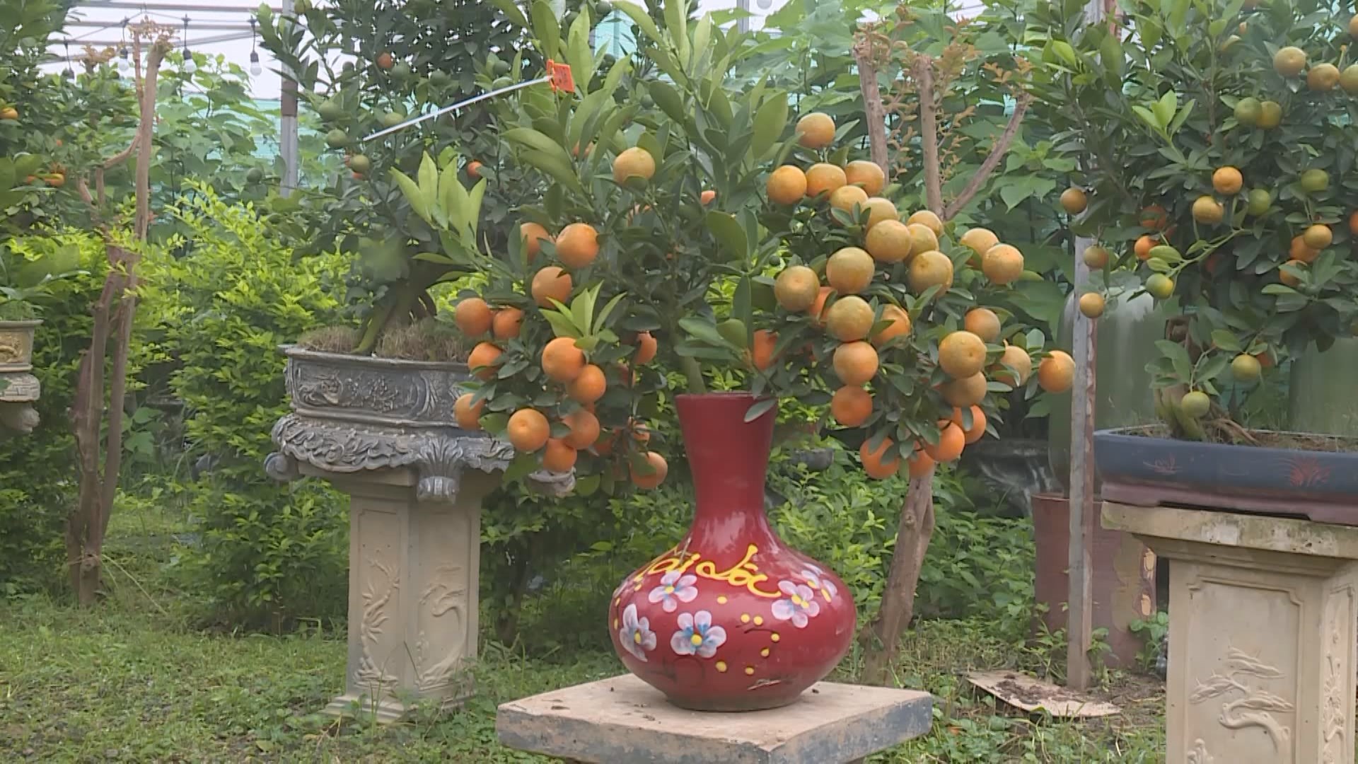 Quất cảnh Tứ Liên khoe sắc đón xuân