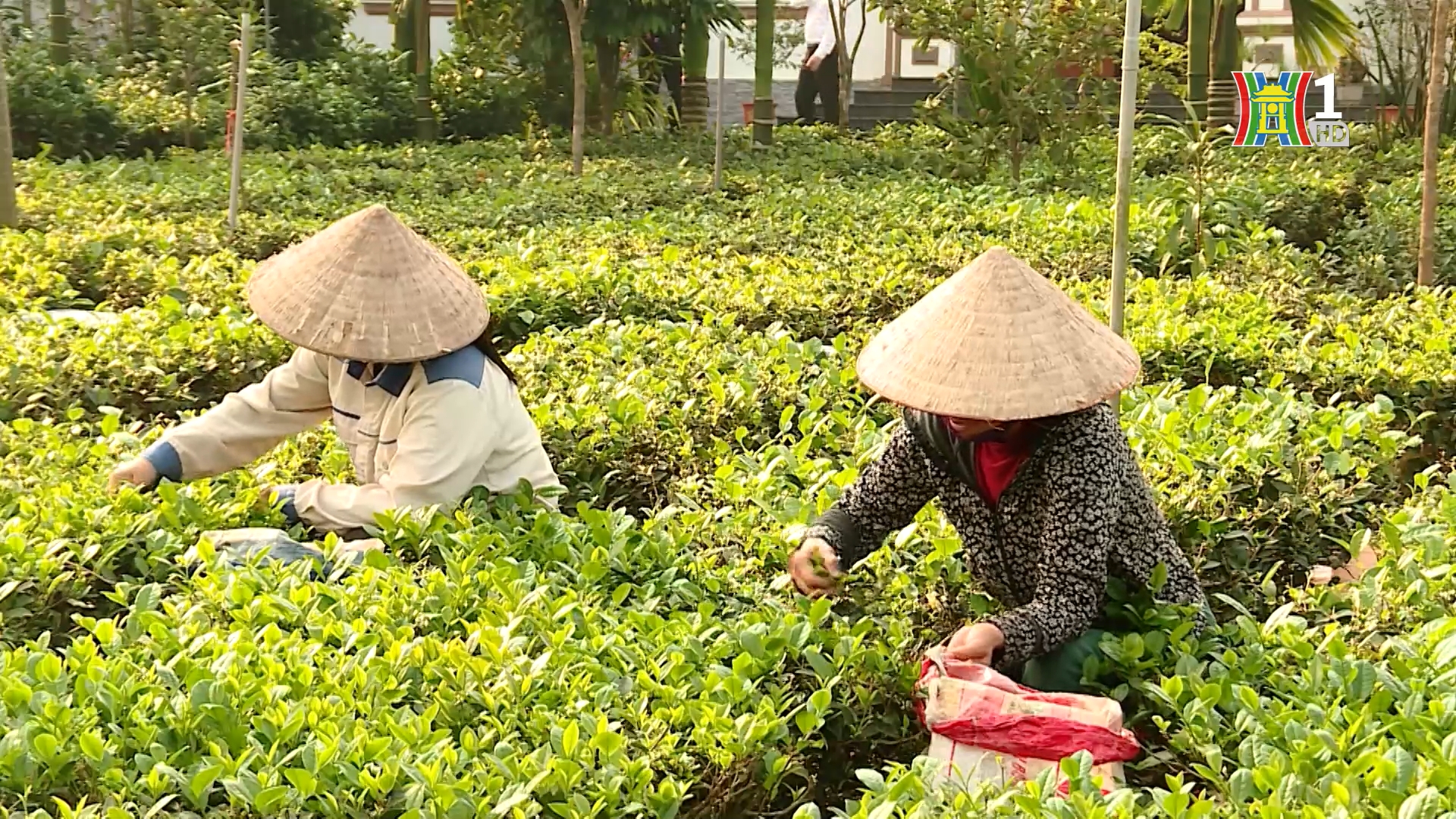 Đổi thay từ những chủ trương lớn | Chính quyền đô thị | 23/01/2026