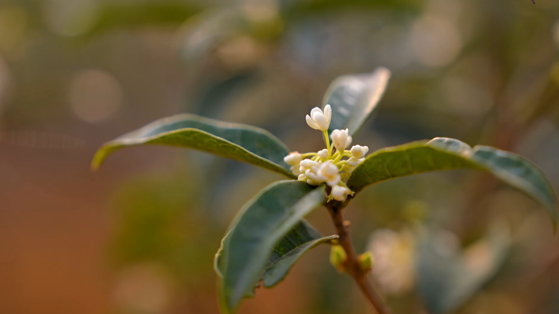Quế hoa | Hà Nội đến để yêu | 22/01/2026