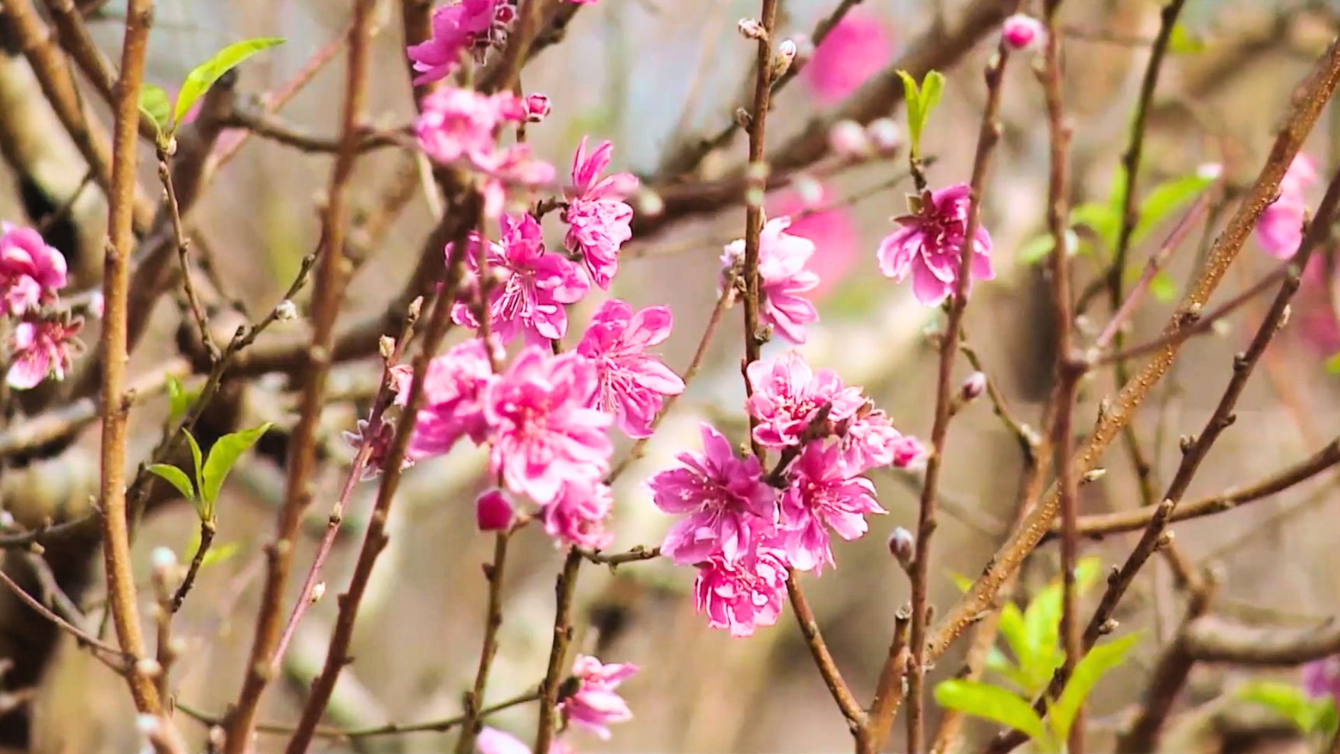 Các nhà vườn vào vụ hoa Tết