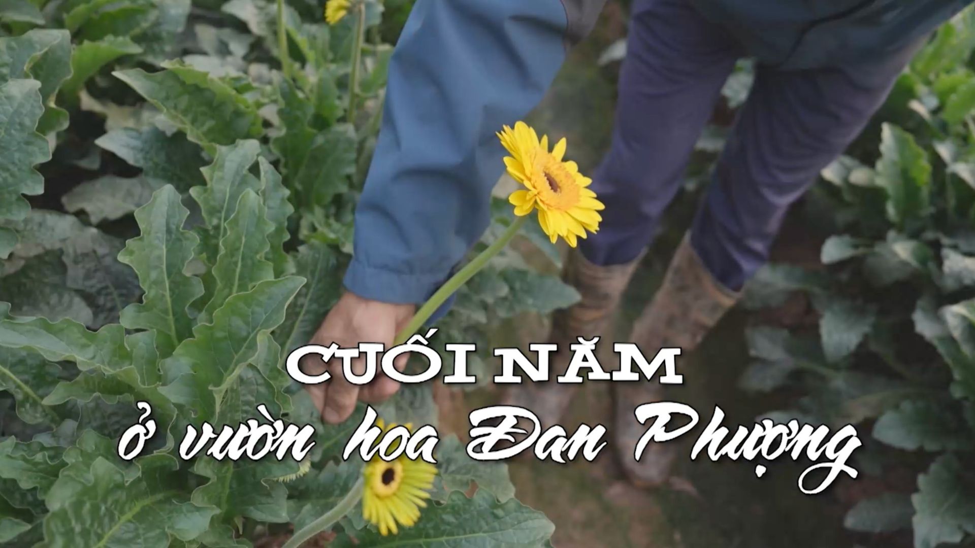 Cuối năm ở vườn hoa Đan Phượng | Nhịp sống Hà Nội | 22/01/2026