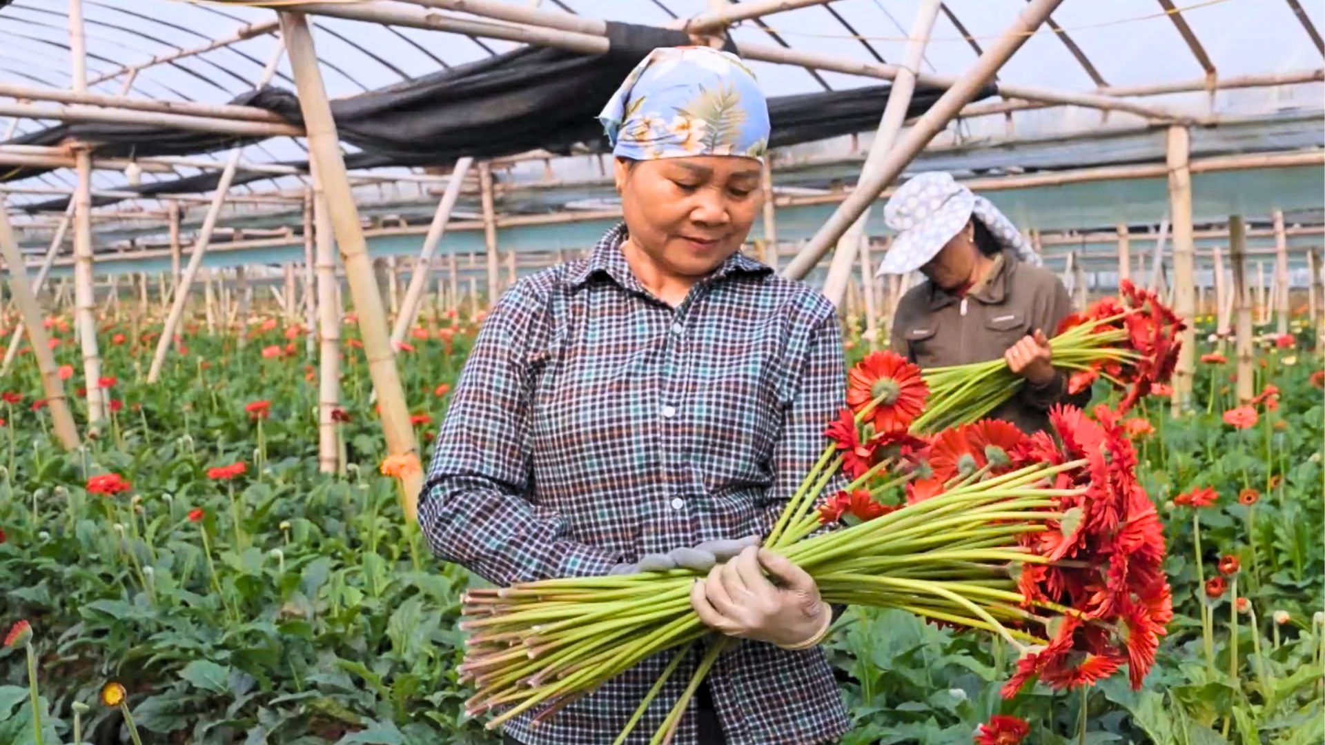 Cuối năm ở vườn hoa Đan Phượng 