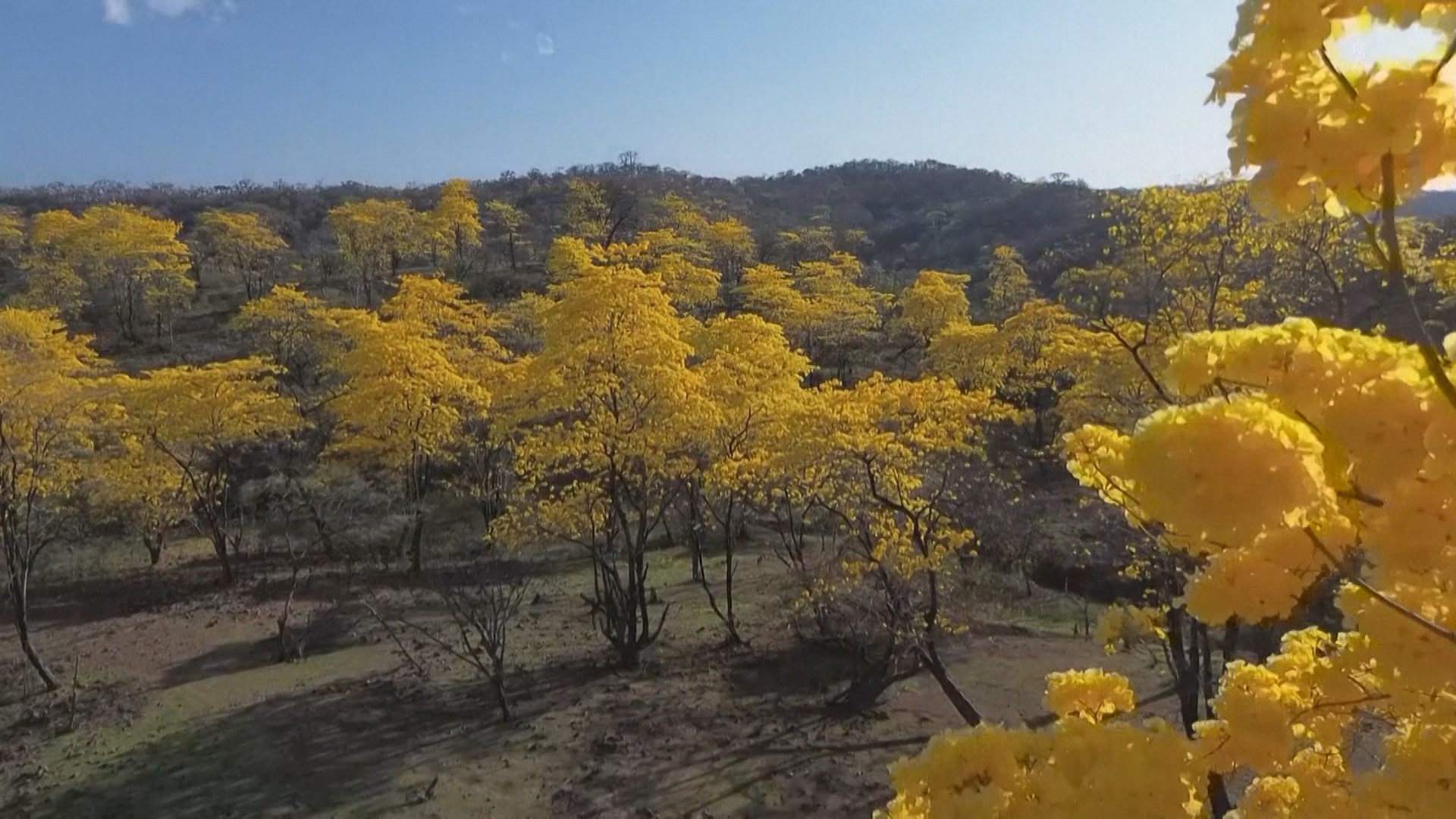 Mùa hoa Guayacan thu hút du khách đến miền Nam Ecuador