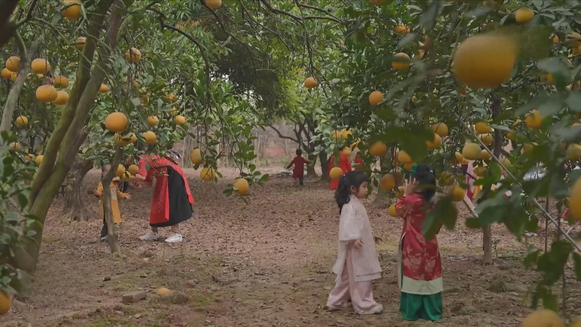 Các vườn bưởi Diễn nhộn nhịp vào vụ Tết 