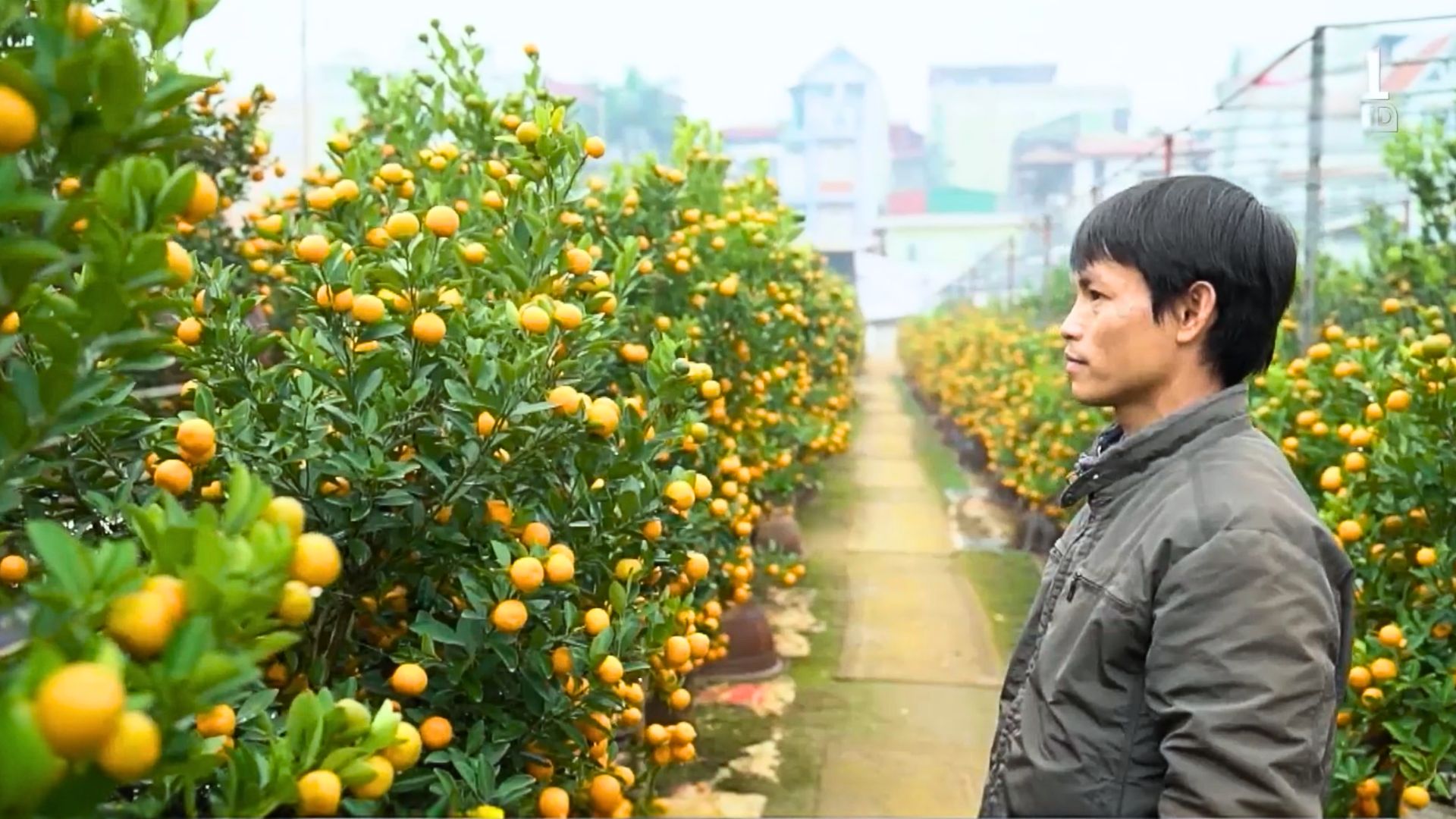 Làng quất Tứ Liên đón xuân