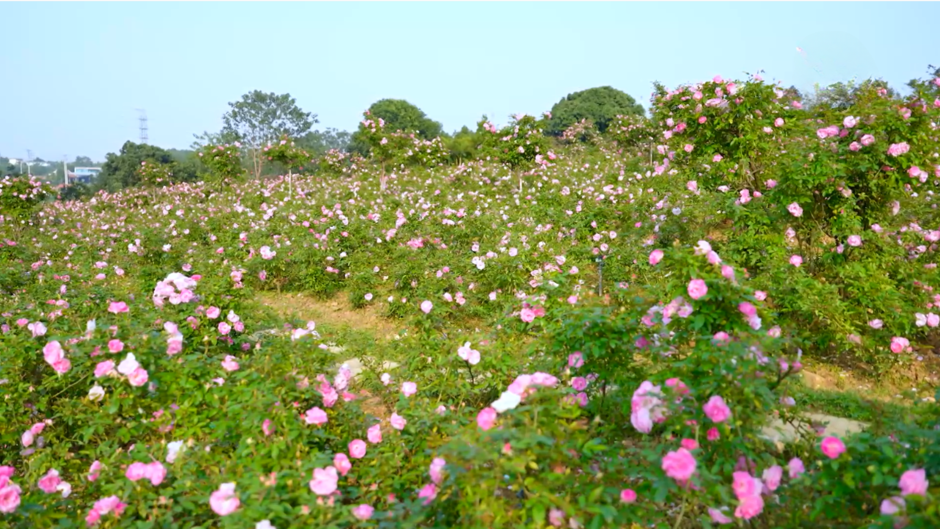Dạo bước bên đồi hồng | Hà Nội đến để yêu | 29/01/2026