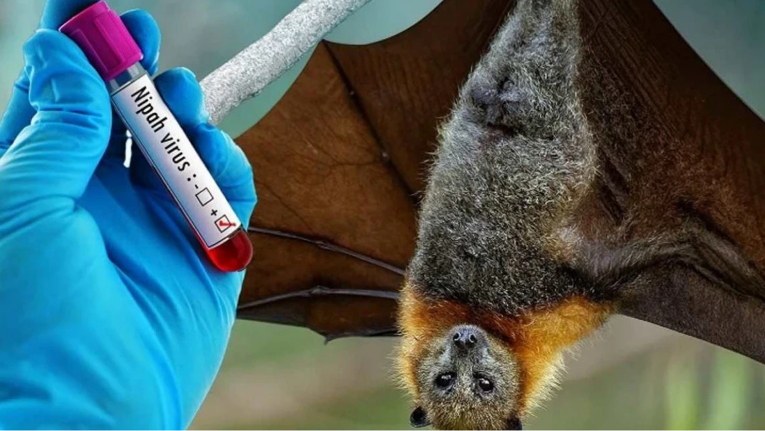WHO nhận định nguy cơ virus Nipah lây lan là rất thấp