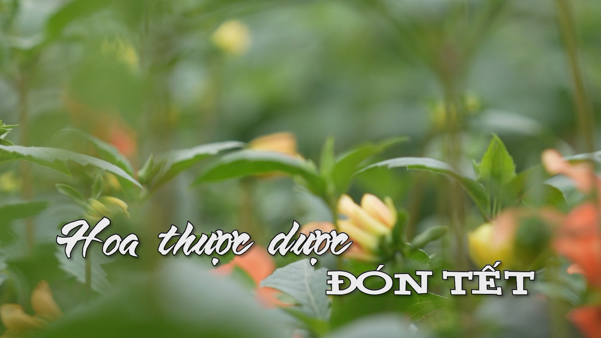 Hoa thược dược đón Tết | Nhịp sống Hà Nội | 31/01/2026