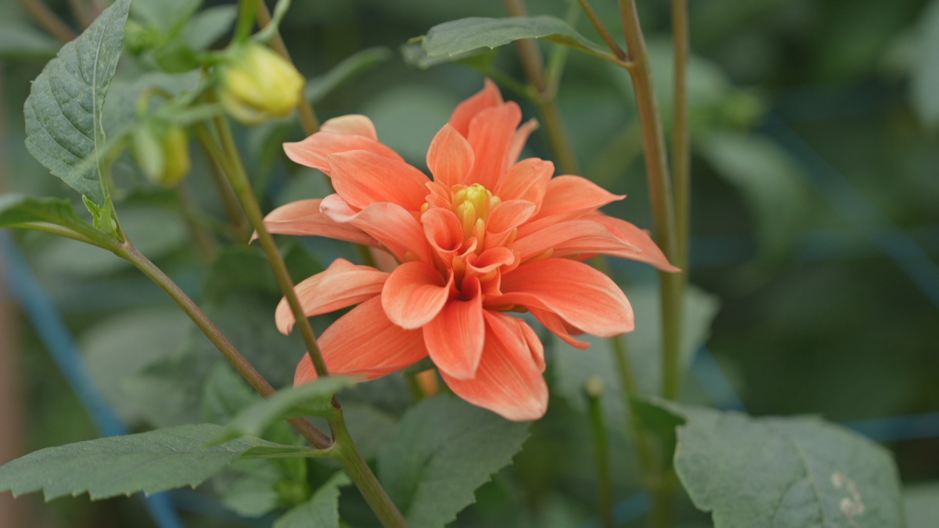 Hoa thược dược đón Tết