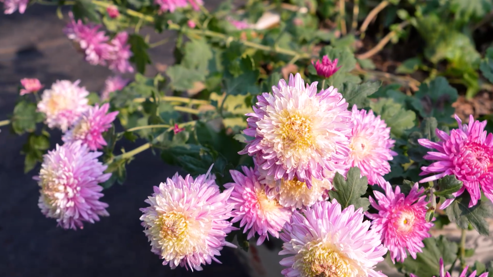 Mùa cúc cổ | Hà Nội đến để yêu | 31/01/2026