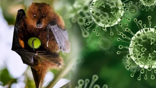 Hà Nội chủ động phòng, chống bệnh do virus Nipah