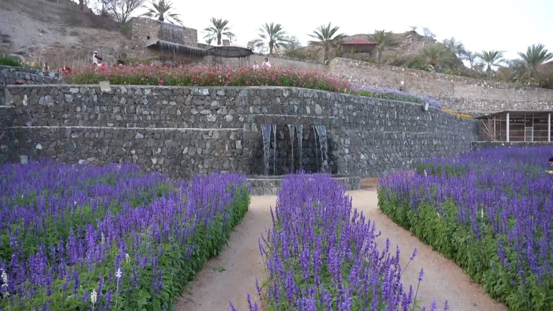 Trang trại hoa tại UAE giành giải thưởng quốc gia 