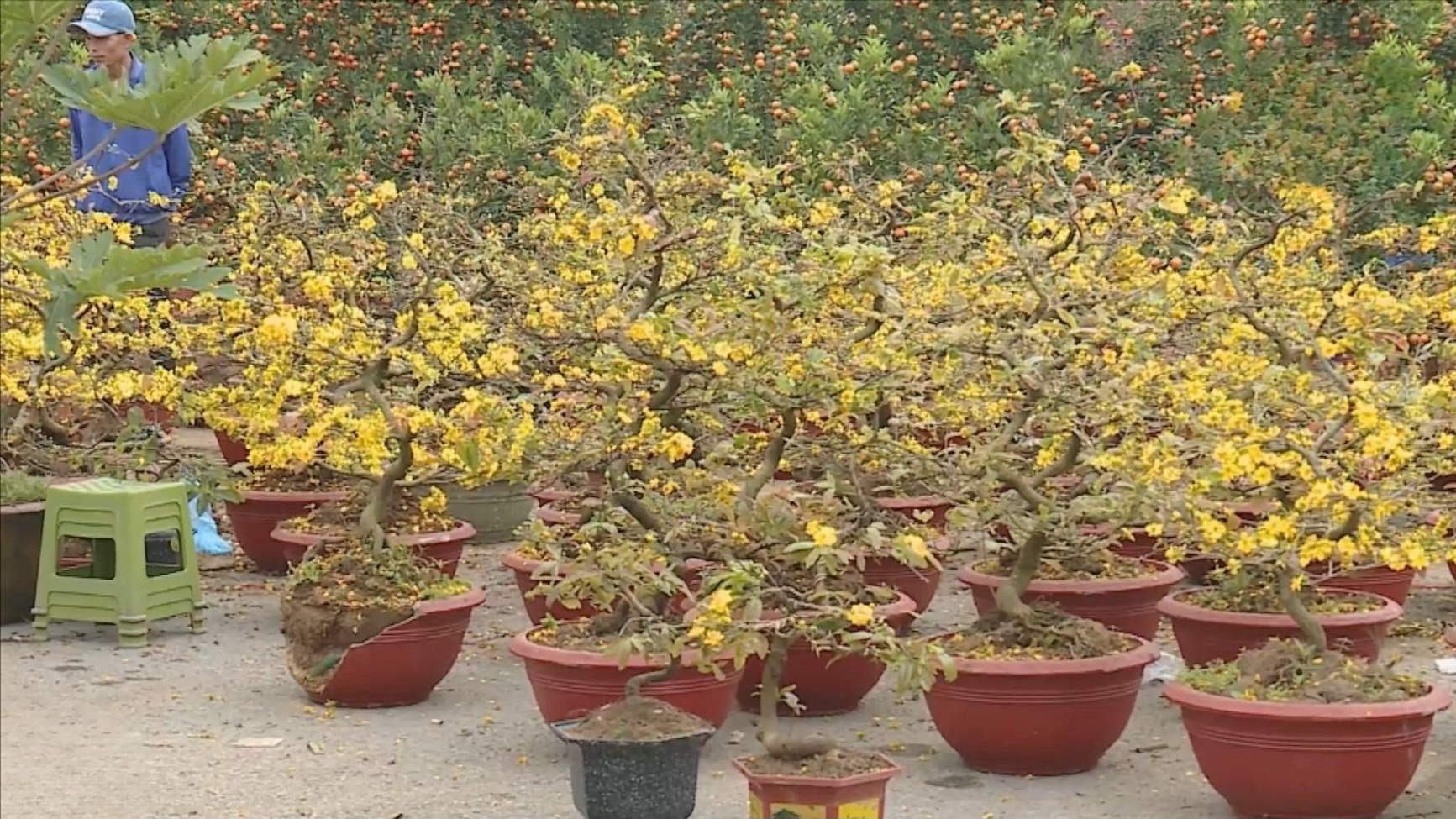 Thuê hoa Tết bùng nổ: Sở hữu không còn là ưu tiên