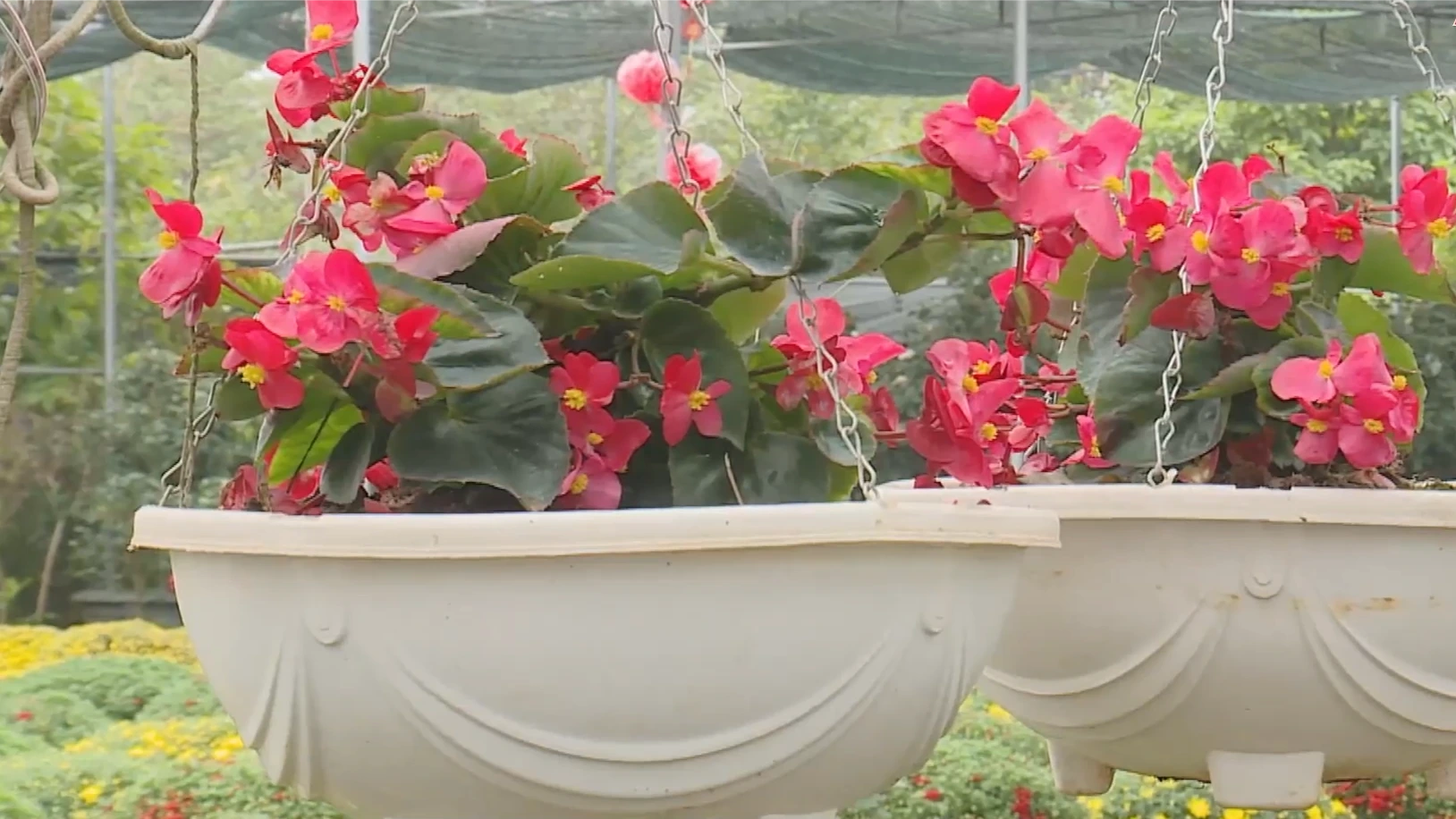 Muôn hoa khoe sắc khắp các làng nghề hoa, cây cảnh