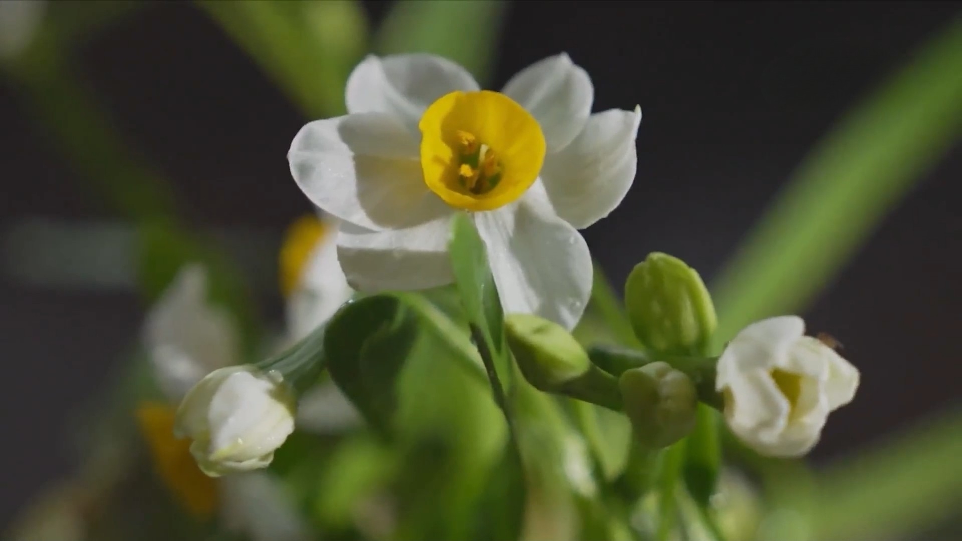 Hoa Tết và phong vị riêng của Hà Nội