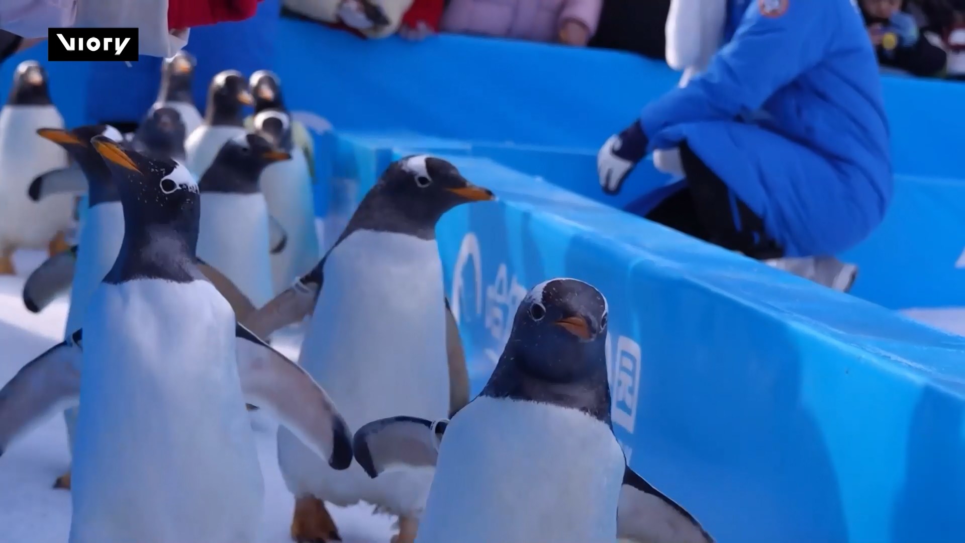 Chim cánh cụt diễu hành tại Cáp Nhĩ Tân, Trung Quốc