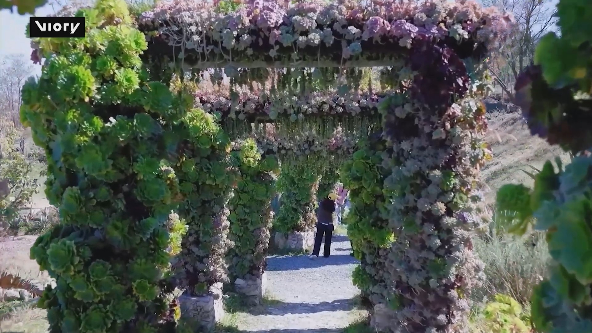 'Vương quốc sen đá' tại Vân Nam, Trung Quốc