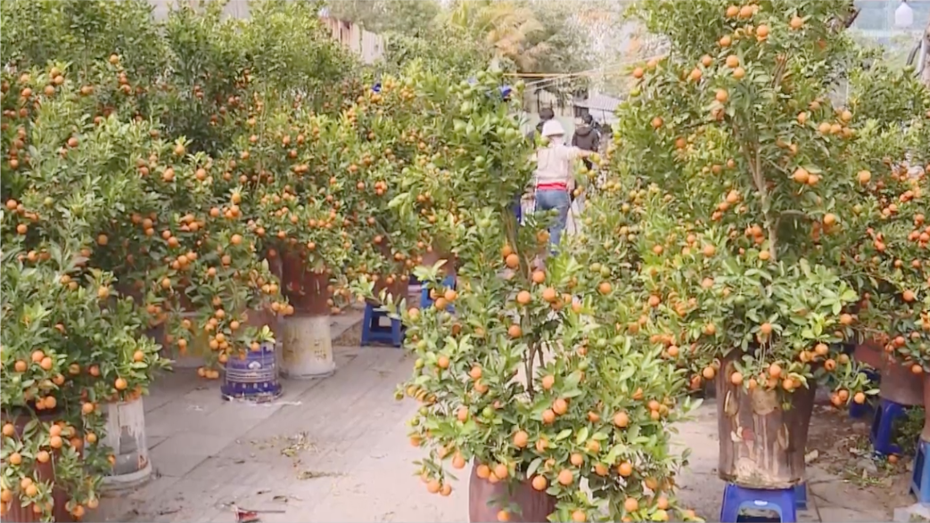 Thị trường hoa Tết khởi động sớm nhưng sức mua chưa nhiều