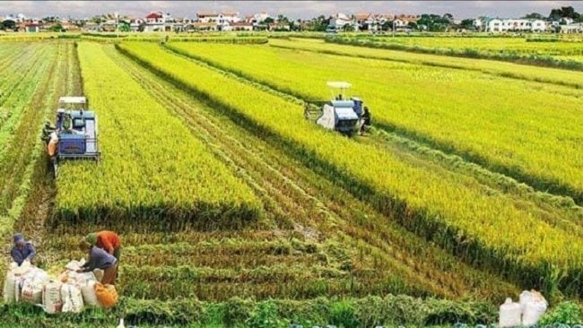 Để kinh tế nông nghiệp tiếp tục là trụ cột