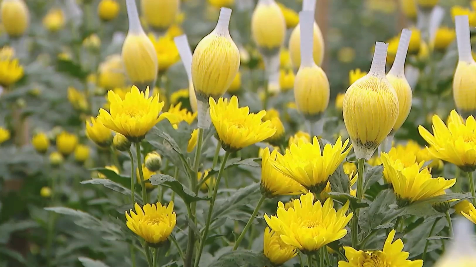 Xuân về với làng hoa Tây Tựu