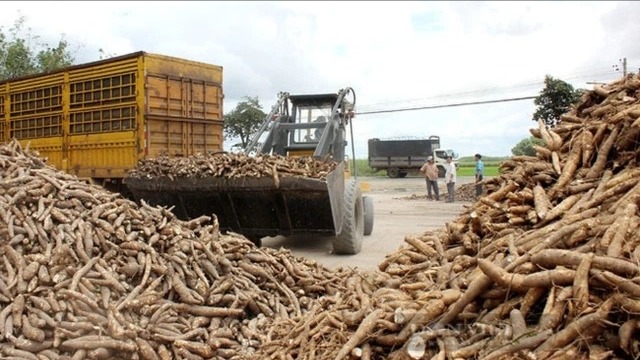 Để ngành sắn không đứng ngoài chuỗi cung ứng toàn cầu