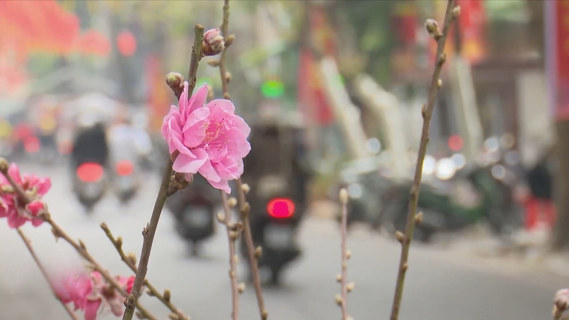 Thời tiết trên cả nước dịp Tết Nguyên đán khá thuận lợi