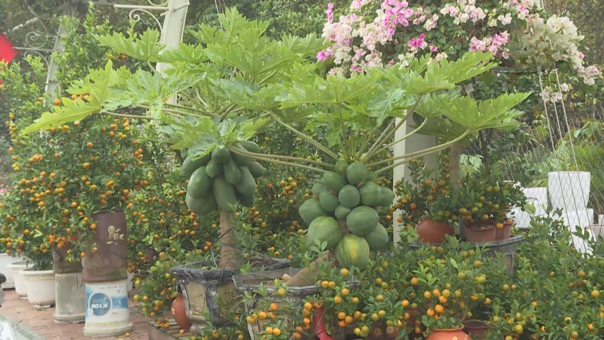 Làng hoa Tích Giang tất bật vụ Tết Nguyên đán