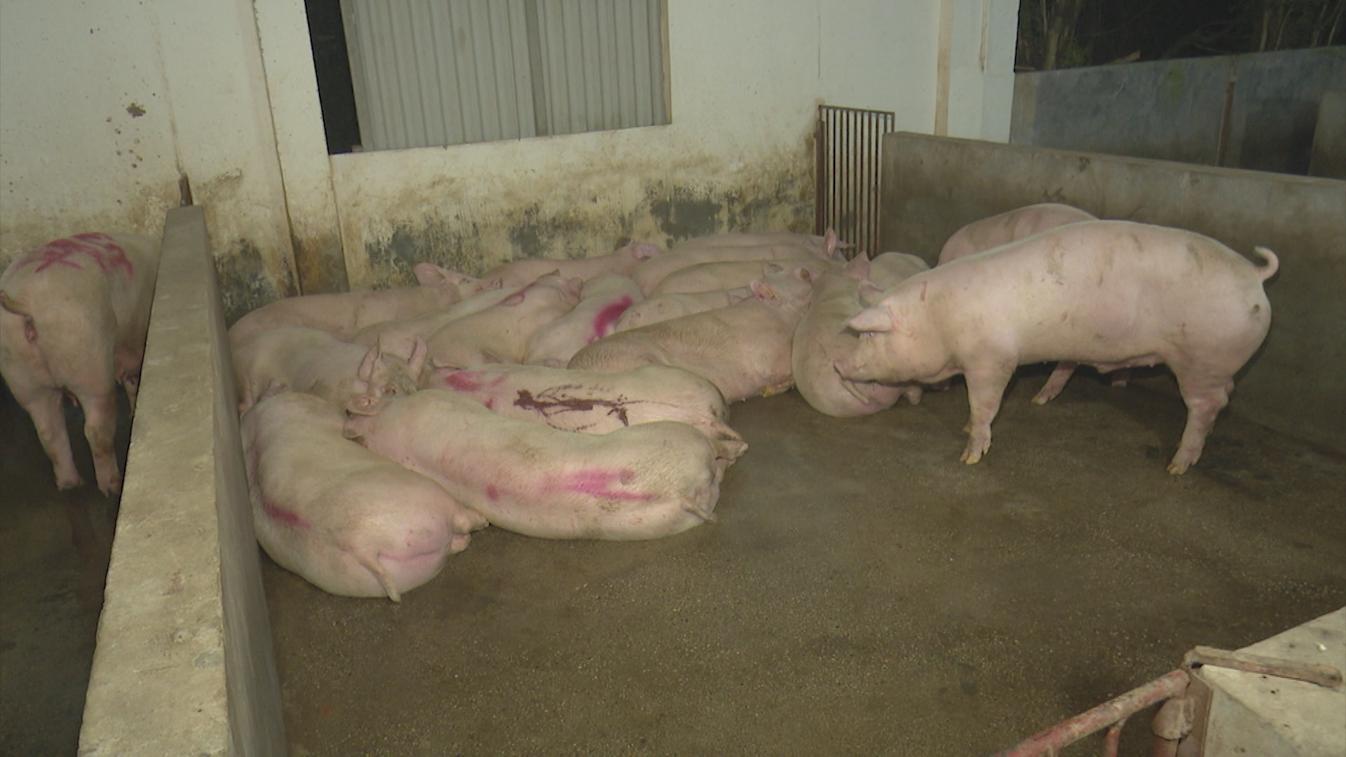 Kiểm soát chặt tình trạng giết mổ trái phép