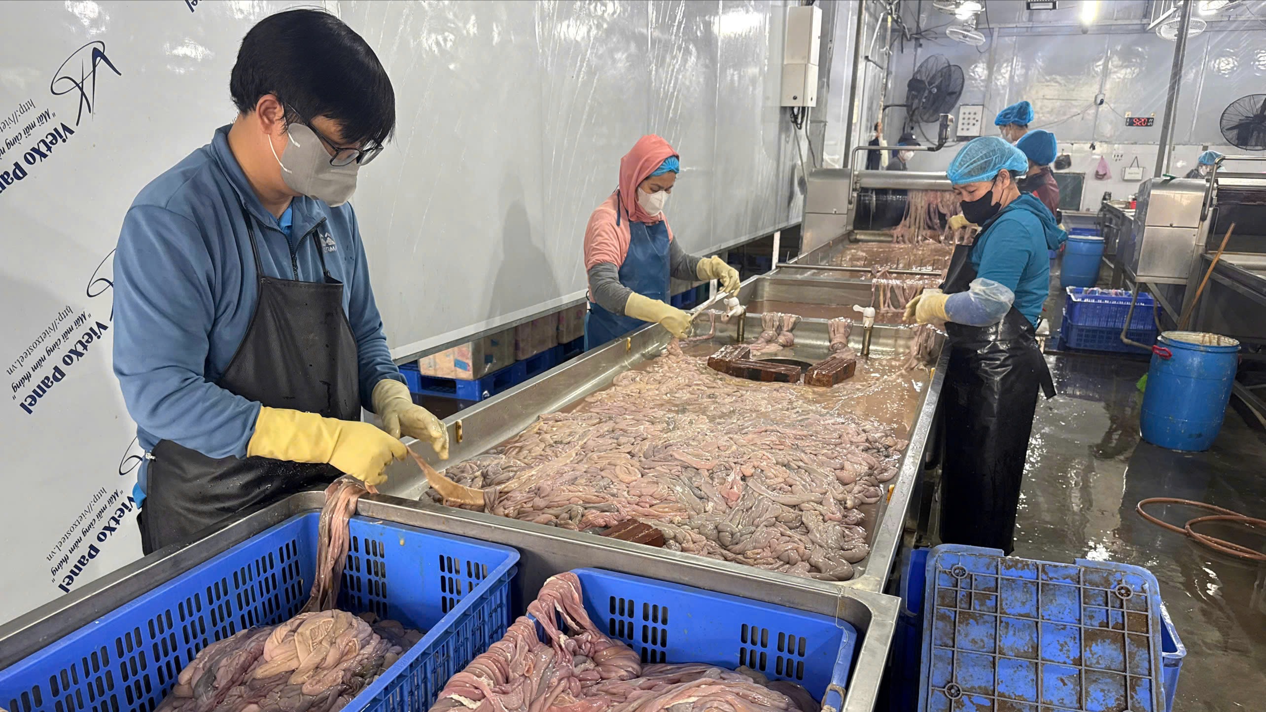 Cận cảnh cơ sở sơ chế lòng lợn bẩn