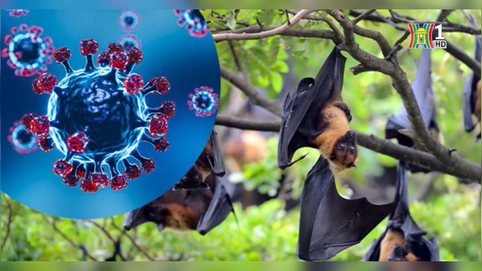 Không chủ quan cũng không hoang mang về virus Nipah | Sức khỏe cộng đồng  | 07/02/2026