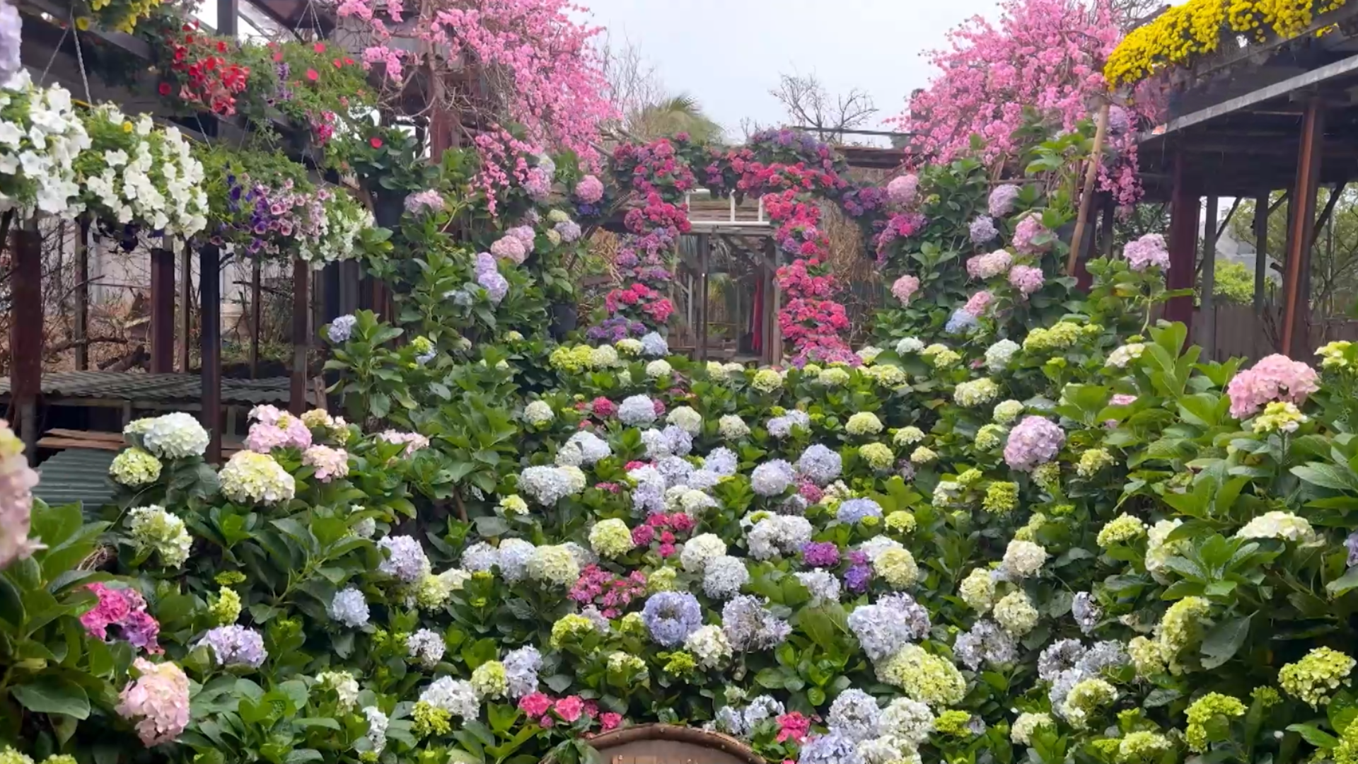 Lạc bước vào vườn hoa đầy sắc xuân | Hà Nội đến để yêu | 06/02/2026