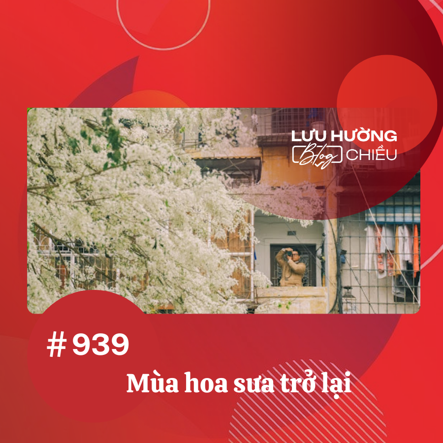 Mùa hoa sưa trở lại