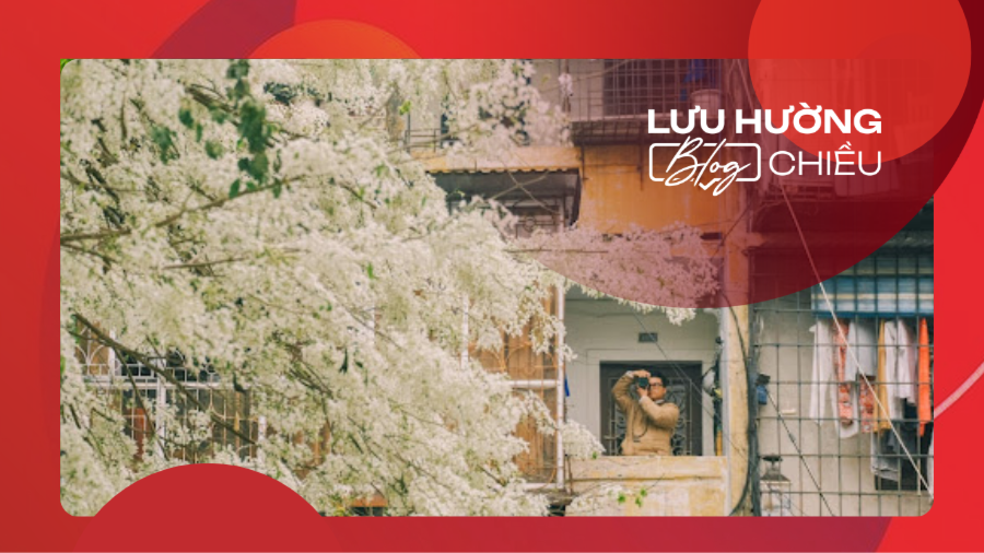 Mùa hoa sưa trở lại