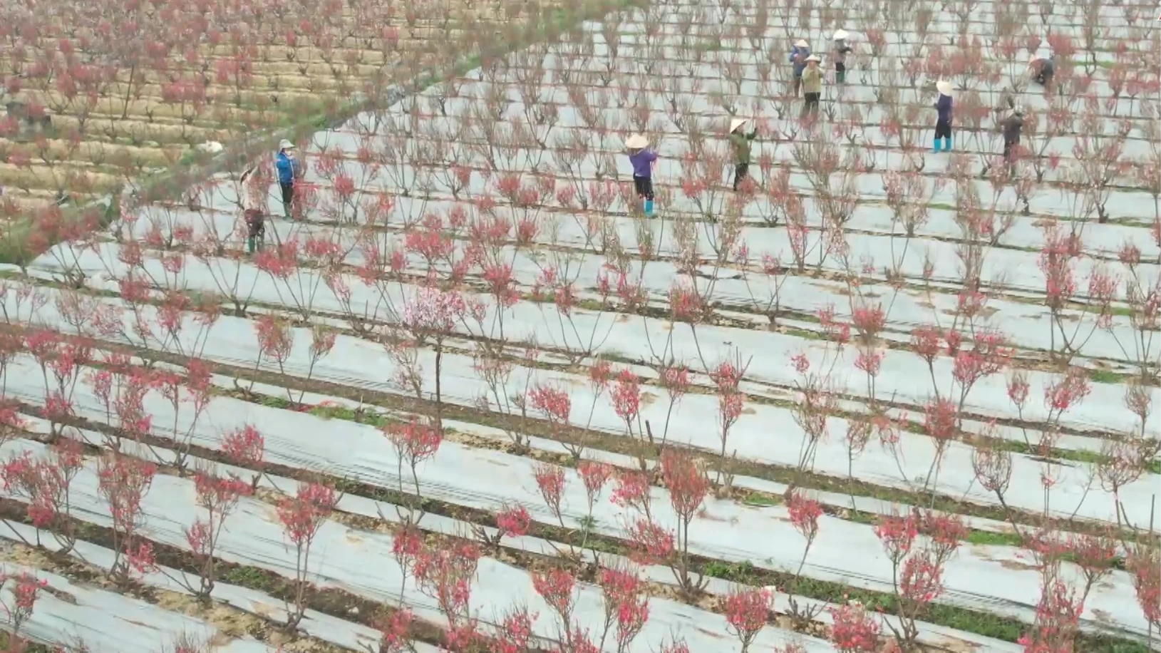 Sắc đào Hồng Hà chuẩn bị đón Tết | Nông nghiệp nông thôn | 03/02/2026