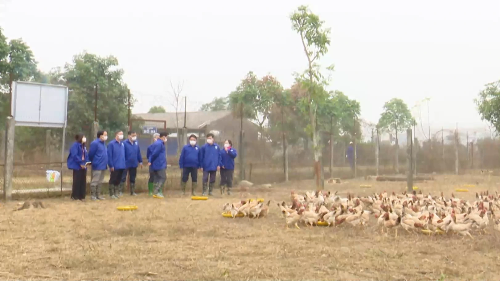Đảm bảo nguồn cung thịt gia súc, gia cầm dịp Tết Nguyên đán | Nông nghiệp nông thôn | 20/01/2026