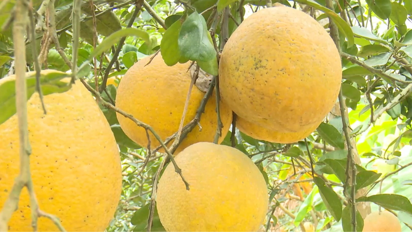 Chuẩn bị nông sản phục vụ Tết | Nông nghiệp nông thôn | 27/01/2026