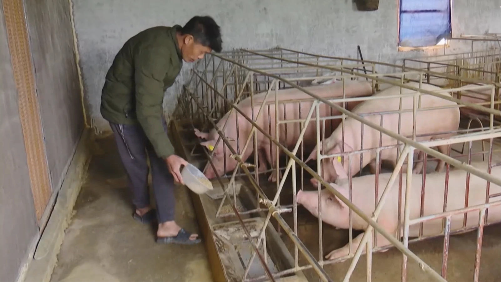 Giá lợn hơi trong nước hạ nhiệt